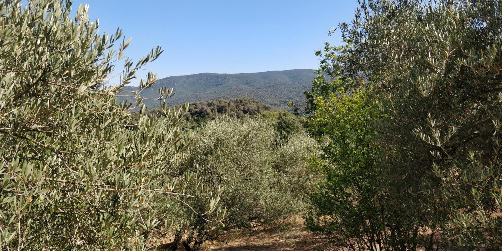Villa Cigalons En Pleine Pinede Avec Piscine Chauffee De Mai A Septembre Auriol Exteriér fotografie